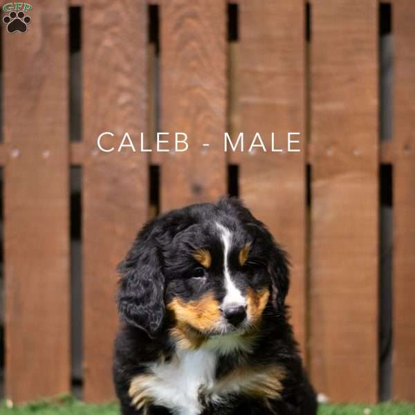 Caleb, Bernese Mountain Dog Puppy